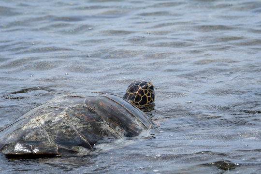 Hawaiian Green Sea Turtle in the shallow water of the Pacific Ocean swimming back out to the ocean from a beach in Kaloko-HonoKohau National Park, Hawaii
