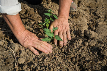 Planting tomatoes in the field