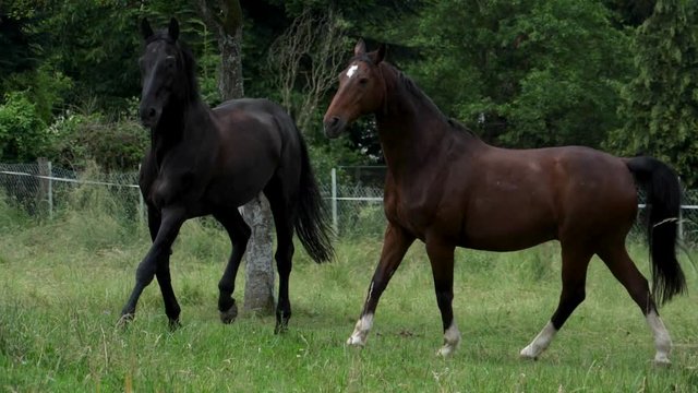 Horses running in the meadow in slow motion