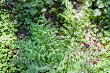 The leaves of the young fern in the spring forest. Green wild plant. Sunny day