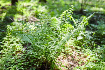 The leaves of the young fern in the spring forest. Green wild plant. Sunny day