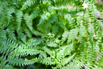 Fototapeta na wymiar Blooming young fern leaf in the spring forest. Green wild plant. Sunny day