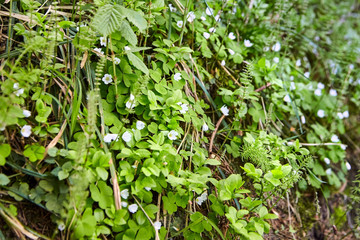 White flowers. Flowering green wild plants in the spring forest