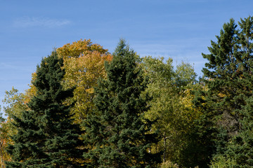 Hardwood and Softwood trees in fall/autumn