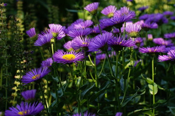 Fototapeta premium lila Sommerastern