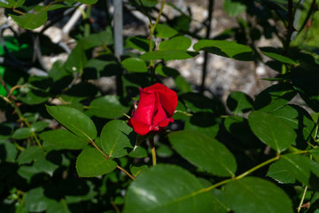 Rosengarten mit Roten Rosen