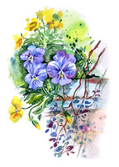Pansy in the big flowerpot in the park, watercolor drawing