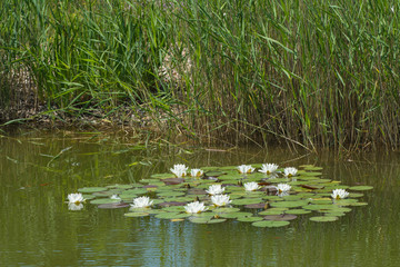 weisse seerosen auf einem weiher