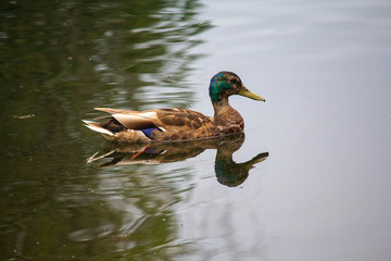 Wild duck floats in a pond. Birds