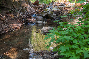 Lagoon, stones and tree