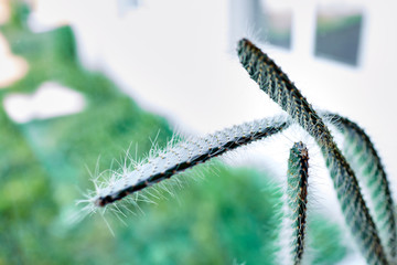 Indoor plant. Green spiny cactus
