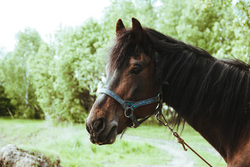 Portrait of a horse. Horse riding as a hobby