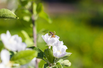 Bee on apple blossom, closeup of a beautiful spring apple tree