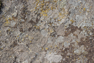 gray stone texture background with moss, close-up
