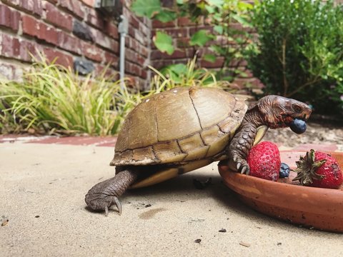 Three Toed Box Turtle Eating Blueberries and Strawberries