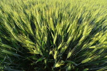 Fototapeta premium Wheat in the field