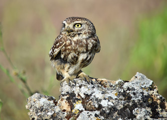 buho