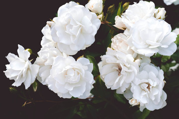 White roses on a bush