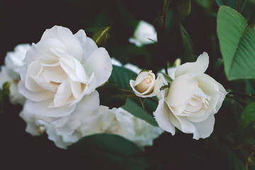 White roses on a bush