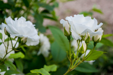 White roses on a bush