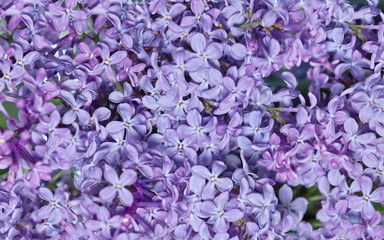 natural texture of lilac flowers background