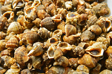 Shellfish Marine animals