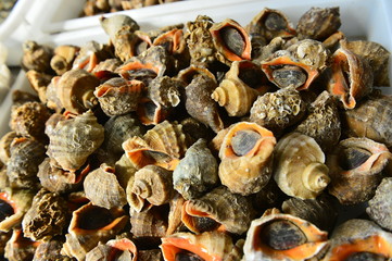 Shellfish Marine animals