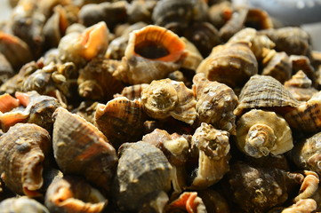 Shellfish Marine animals