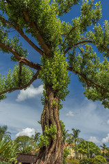 Arbol grande con muchas ramas y follaje con cielo azul