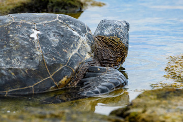 Close up of a Hawaiian Green Sea Turtle pulled up out of the Pacific Ocean resting on algae covered lava rock looking back out to the ocean, in Kaloko-HonoKohau National Park, Hawaii
