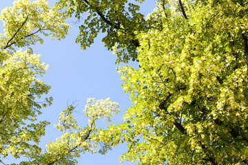 lush green treetops and blue sky