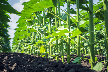 a number of flat, thick stems of a young sunflower, moderately fertilized and protected from...