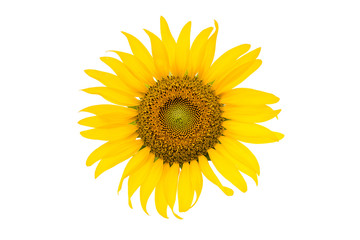 Sunflower Isolated on white background with clipping path