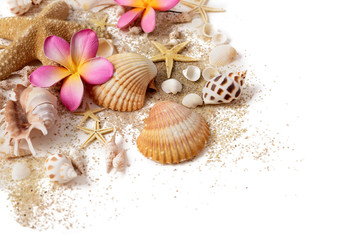 seashells and sand on white background