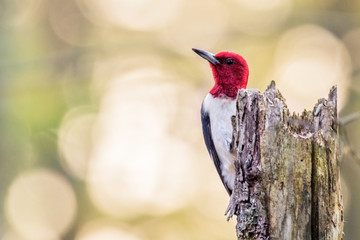 Red headed woodpecker looks for insects - obrazy, fototapety, plakaty