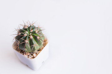 Potted cactus or pot succulents on white with copy space