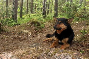 The dog lies in the forest on the ground and rests.