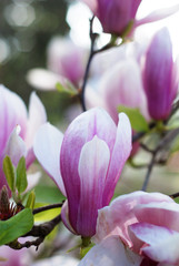 Beautiful magnolias in a park