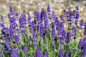 Gardening, cultivation,environment and care of aromatic plants concept: purple,fragrant and blooming buds of lavender flowers on a sunny day.