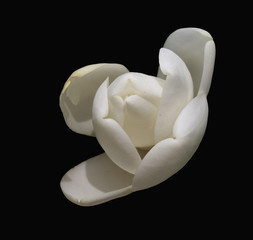 Isolated Magnolia Blossom (2) against a dramatic black background.