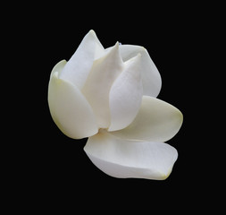 Isolated Magnolia Blossom (3) against a dramatic black background.