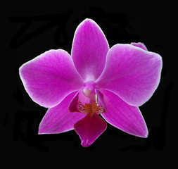 Fuchsia Phalaenopsis Orchid isolated against a dramatic black background.