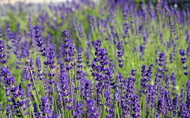 Fototapeta premium Gardening, cultivation,environment and care of aromatic plants concept: purple,fragrant and blooming buds of lavender flowers on a sunny day.