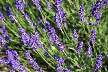 Gardening, cultivation,environment and care of aromatic plants concept: purple,fragrant and blooming buds of lavender flowers on a sunny day.