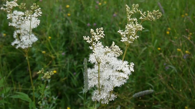 Meadowsweet Filipendula ulmaria blooming with creamy-white flowers in damp meadow. Hemp-agrimony Eupatorium in background.