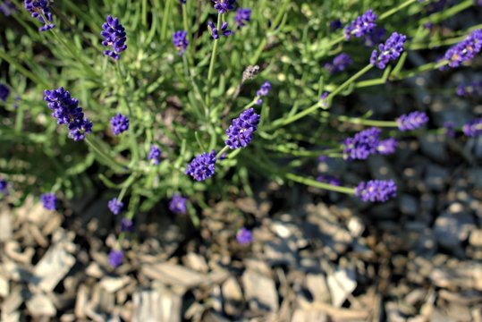 Gardening, cultivation,environment and care of aromatic plants concept: purple,fragrant and blooming buds of lavender flowers on a sunny day.