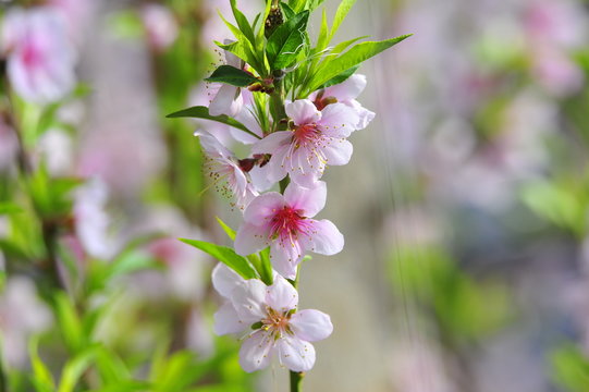 The peach blossom in the greenhouses