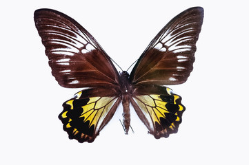 Close up on a Troides cuneifera butterfly isolated on white background