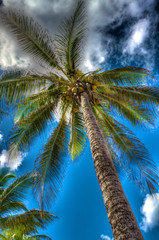 Ecological Diversity