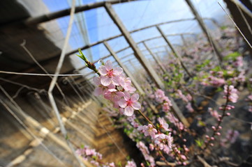 The peach blossom in the greenhouses